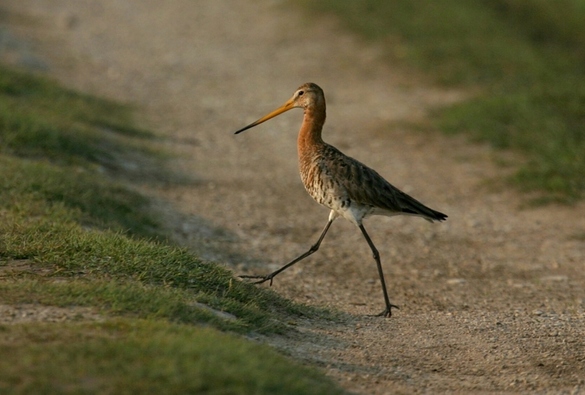 Břehouš černoocasý