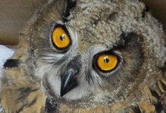 Mládě Bubo bubo dnes vypustili lesníci do volné přírody