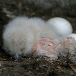 vyr-velky-mladata-03