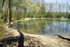 Lesy ČR pomáhají chránit vzácné obojživelníky v lužních lesích střední Moravy