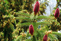 Železné dřevo aneb „Může za to Marie Terezie?“