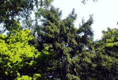 Plocha lesních pozemků v České republice roste