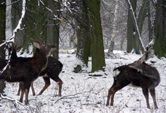 Pozvání do Kralické obory
