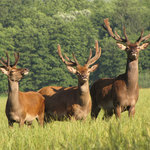 zl-1-karel-kajinek-565