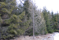 Krnovsko: Chřadnutí smrků