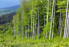 Lesníci na Jablunkovsku mění dřevinnou skladbu lesa