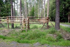 Změna druhové skladby modřínových monokultur na Lesní správě Křivoklát