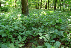 Nárůst přirozené obnovy na revírech LS Znojmo