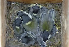 Lesníci vyvěšují budky, blíží se Den ptactva