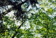 Hospodářský výsledek Lesů ČR za rok 2016 činí před zdaněním 4,98 miliard korun