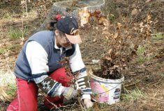 Ve státních lesích se letos vysadí 45 milionů sazenic lesních dřevin